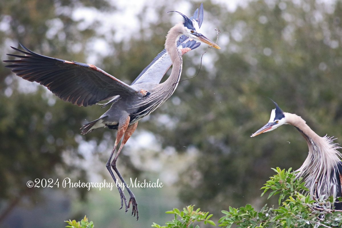 'Not all of us were made to cook. Some of us were only made to have conversations with the person cooking.' (A great blue heron pair at the Venice Area Rookery in Florida)