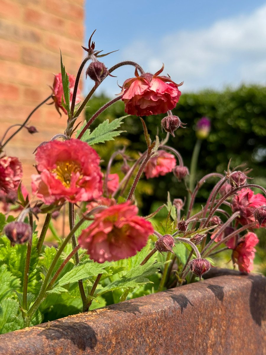 Captured before the deluge started! I love the contrast of this fiery geum against the rusty tones of the Corten steel planter - supplied by <a href="/_LONDONSTONE/">London Stone</a> on our Bromsgrove project.

It's always worth thinking about planting colours against containers and other hard landscaping.