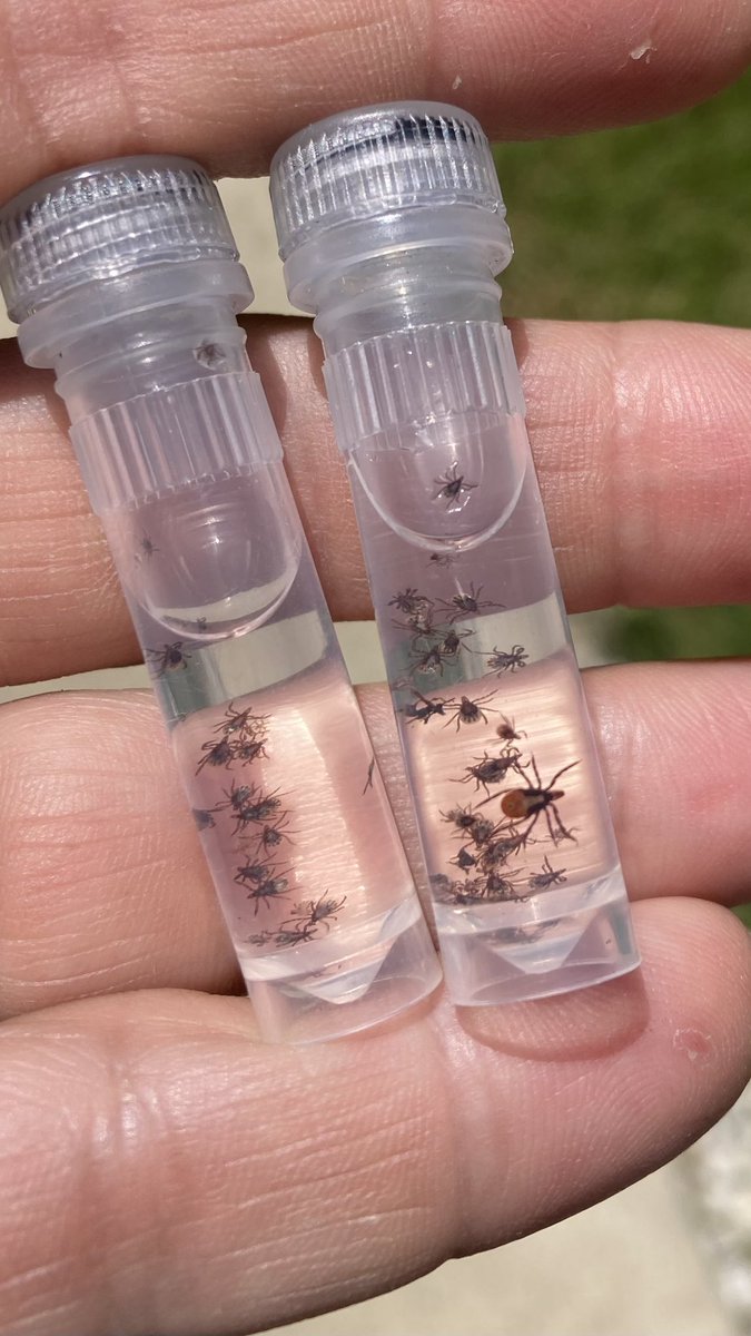 Found all 3 life stages of blacklegged ticks active May 21 in Ohio! 😱 lots of overlap among life stages can lead to a higher percentage of ticks infected with #lymedisease because it increases the likelihood that juveniles will feed on an infected host #lymediseaseawarenessmonth
