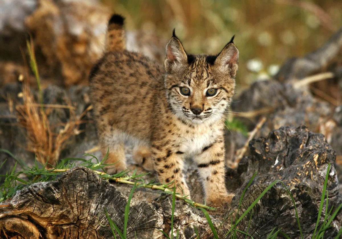 The Iberian Lynx population has doubled in last 3 years. Politicians, including the PP (the Spanish conservative party) are calling it magnificent news & state that they must continue the #conservation effort. In Britain our version of PP don't even want Swift bricks...
