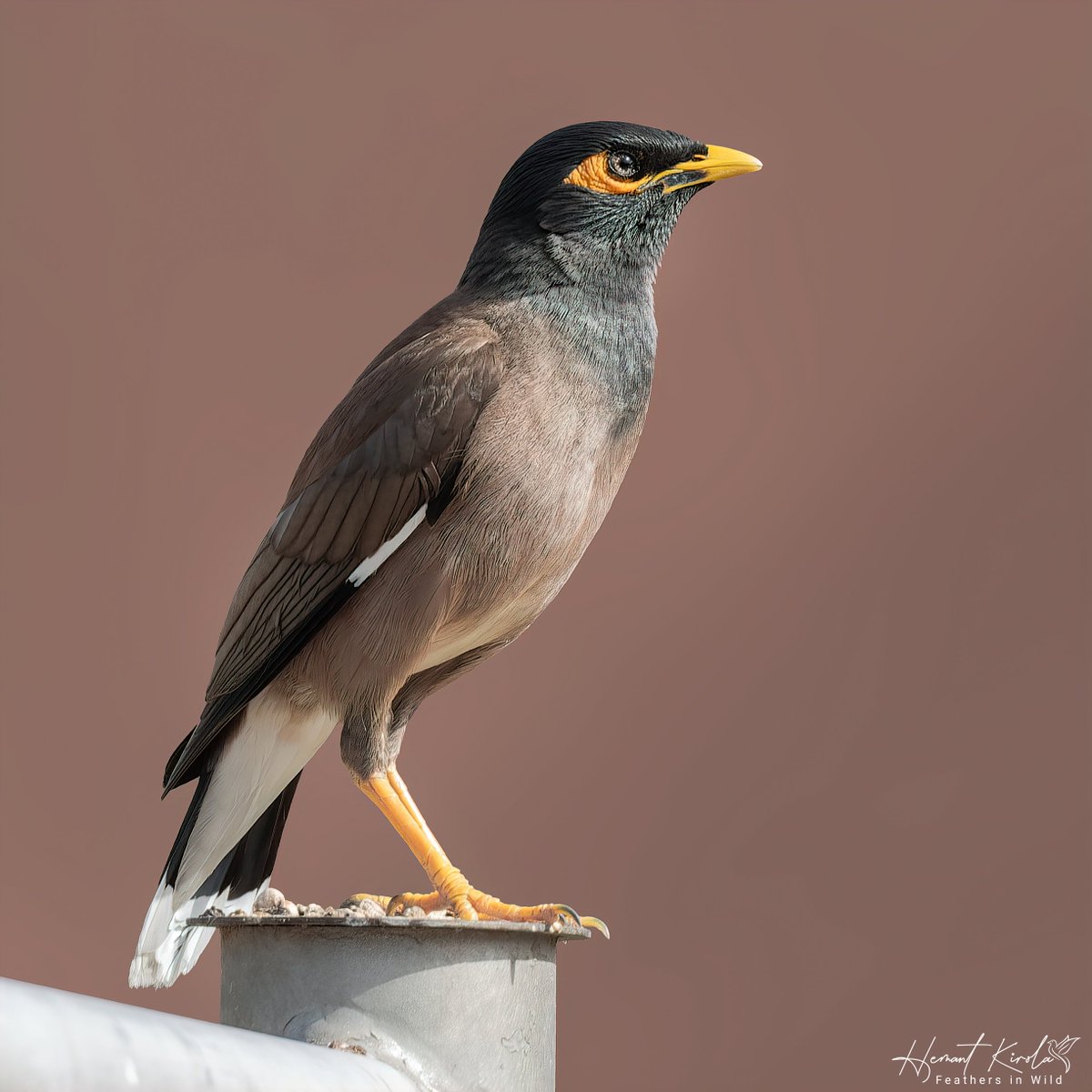 A daily dose of new bird. Lifer No. 3 Common Myna - Acridotheres tristis Do you have any myna species around you? #IndiAves #ThePhotoHour #myna
