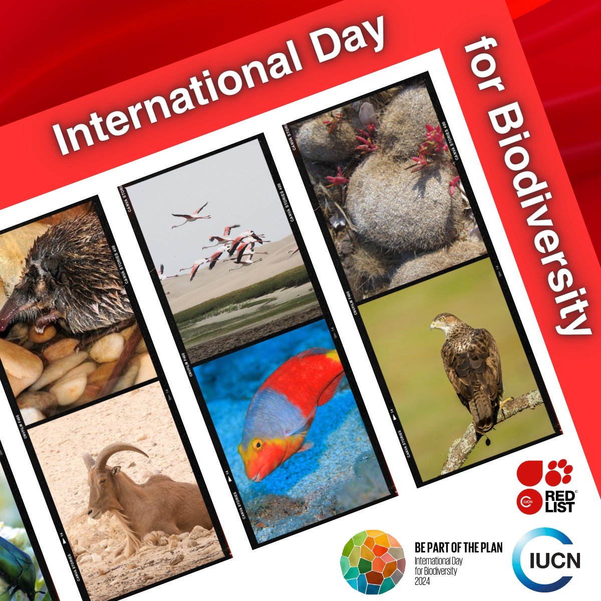 On #BiodiversityDay, we celebrate the actions identified to protect the 2,949 species assessed in the IUCN Mediterranean Red List. 🌍🦅🦎🪲🦋🐬🦭🌿 👣tinyurl.com/22wv5e86 #BiodiversityConservation #MediterraneanBiodiversity #PartOfThePlan