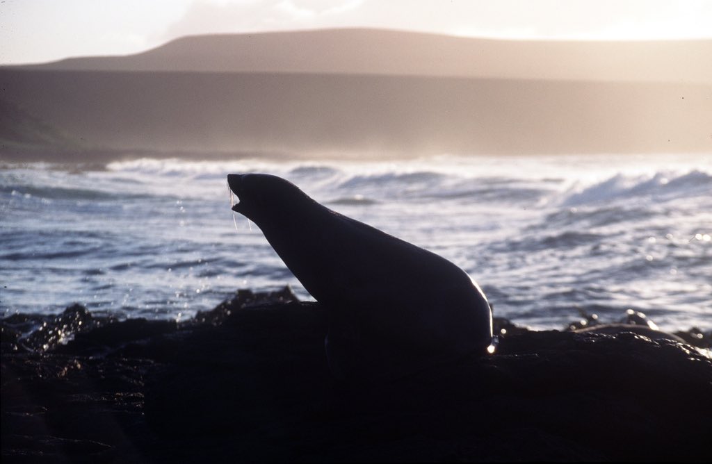 Prof. Mary-Anne Lea tweet media