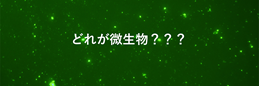 JAMSTEC_PR's tweet photo. ~🦖1億年生きている #微生物 を発見🦠~
【新着!よみもの #JamstecBase 】
目には見えないけれど、とっても多様で逞しい微生物🦠
生息範囲も非常に広大で、大気中も含め地球上で微生物がいないところを探す方が難しいほどです🤯
#JAMSTEC #高知コア研究所 の諸野上席研究員は、海底下から採集された約1億年前の地層から生きた微生物を発見しました🦠👀
しかし、この驚きの発見までには、目に見えない微生物が故の苦労が沢山ありました…
微生物研究から生命の限界はどこにあるのかに挑む、魅力が詰まった前編・後編、是非ご覧ください🙌
#国際生物多様性の日
〇前編:https://t.co/QpEoN6LPsX
〇後編:https://t.co/hHE72ClZyZ