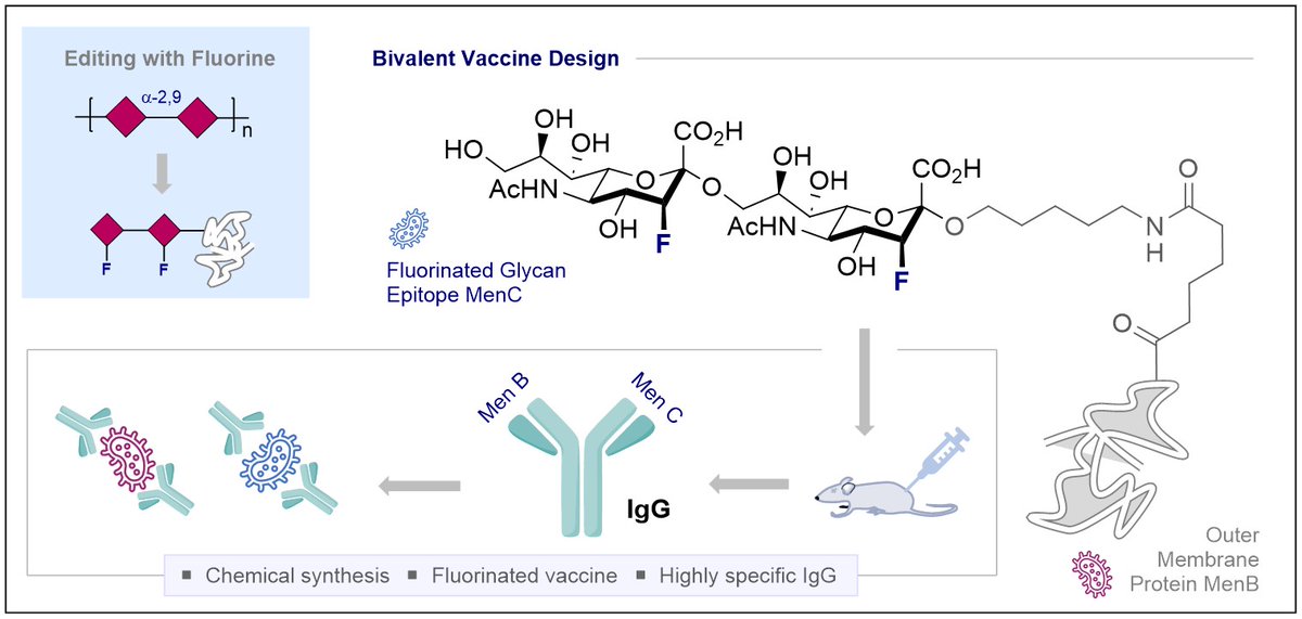Excited to share our "Fluorinated Sialic Acid Vaccine Lead Against Meningitis B &amp; C" published in <a href="/J_A_C_S/">J. Am. Chem. Soc.</a>! Fantastic collaboration with <a href="/peterseeberger/">Peter Seeberger</a> <a href="/MpiciPotsdam/">Max Planck Institute of Colloids and Interfaces</a>! Huge congrats to <a href="/Christina29892/">Christina Jordan</a>, Kathrin &amp; Patricia! <a href="/uni_muenster/">Universität Münster</a> <a href="/ERC_Research/">European Research Council (ERC)</a> pubs.acs.org/doi/10.1021/ja…