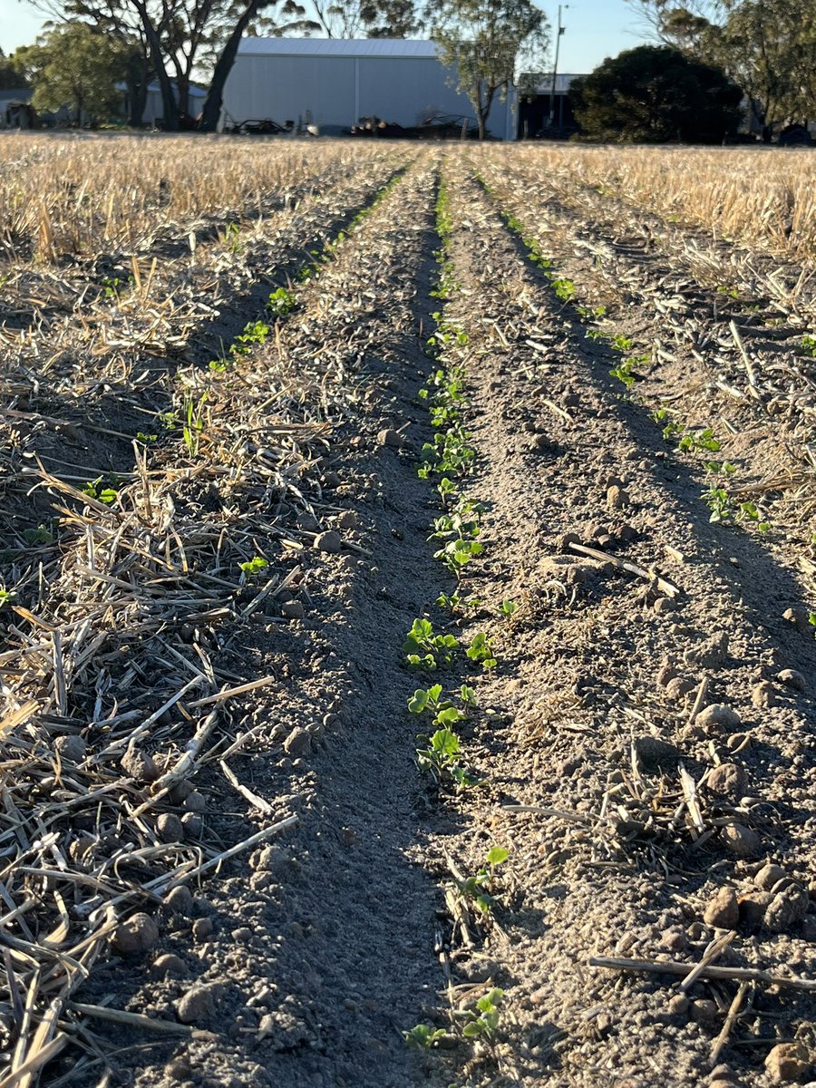 Rowan Astbury tweet media