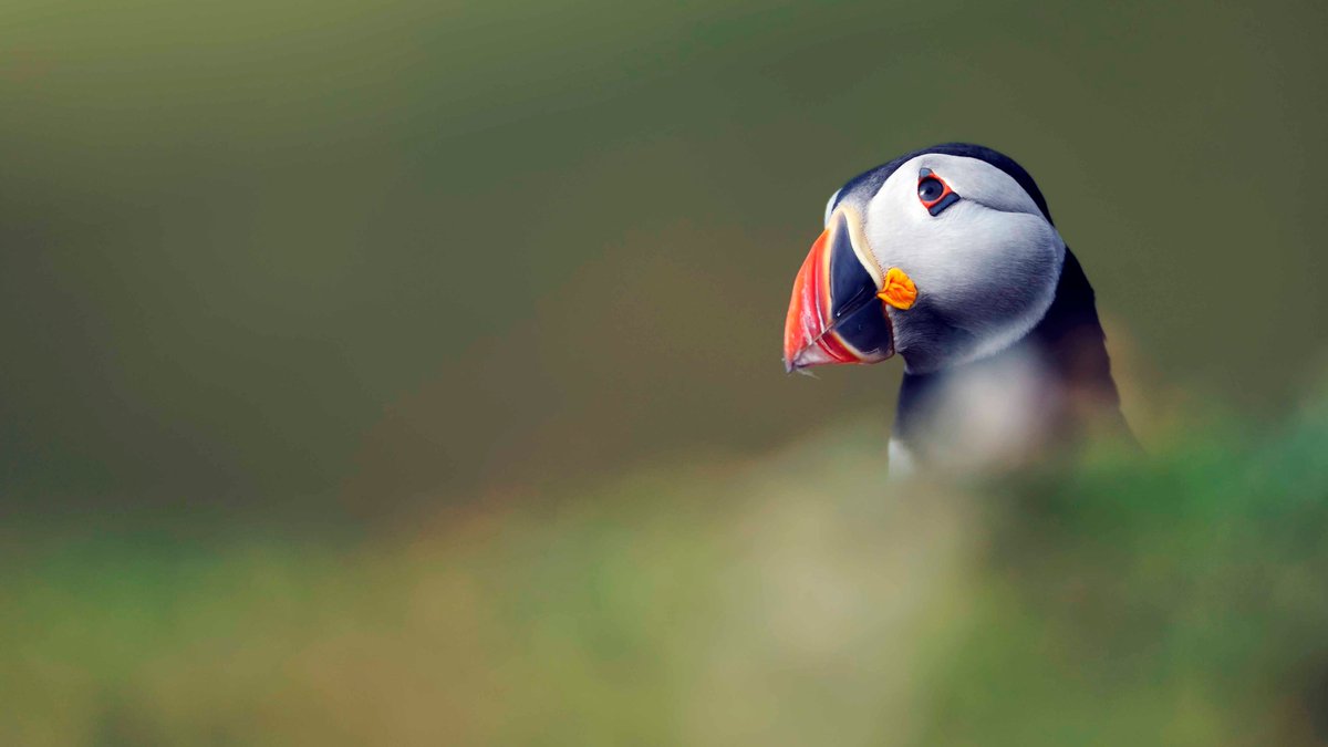 🐦 Interested in nature? 💬 Join young people aged 12 – 18 from across Scotland via @RSPBScotland's Youth Network for Nature - there are online meetings as well as opportunities to help take action for nature ➡️ Find out more or sign up here: bit.ly/RSPBScotYN