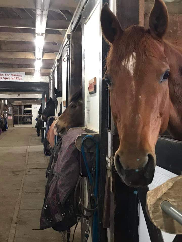 lesmer13's tweet photo. Pure 33 Fire Horse, born on an 8-day... waiting (im)patiently for 2026! 😎 #giddyup #GG33hommage #lifeofa33 #growthofa33 #GG33 #GG33fam #horsevsrat #GG33vlog https://t.co/DWAMYU81sj