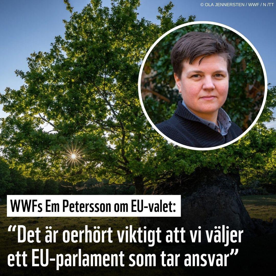 Idag på Biologiska mångfaldens dag öppnar förtidsröstningen till EU-valet. 🌍🗳️

– Kommande mandatperiod kan bli en period då EU på allvar tar ansvar för #biologiskmångfald och #klimat-utsläppen inom unionen och genom det visar globalt ledarskap. Men det kan också bli en