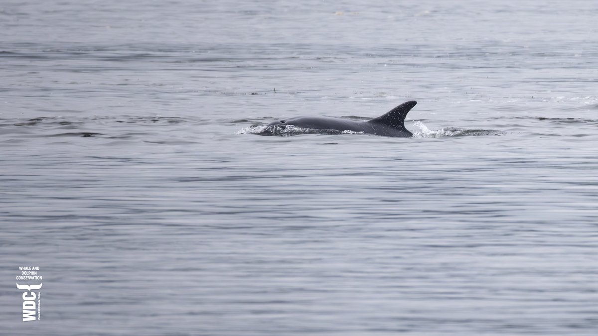 Just opening our @Aurorabearealis Studio at North Kessock this morning and whoosh - a blow of a dolphin venting in the Kessock Channel - it was big Scoopy hunting in the tide while @dolphinverness reported Charlie in the Inverness Harbour - brilliant to see 🐬🐬back here again 😍