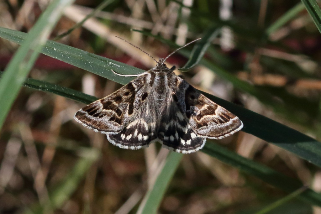 #DYK the Mother Shipton moth is named after Old Mother Shipton, a 16th-century Yorkshire witch? Look closely at its patterned wings and you might just see the outline of the witch's face! Fab to see this #GosforthsWildWeb sighting from Chris Barlow ow.ly/sL4q50ROxBu