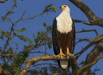 adventuressafe's tweet photo. Embark on a journey beyond borders with Safe Adventure & Expedition! ✈️ Crafting your dream escapades, our expeditions redefine adventure, blending thrilling escapades with responsible travel. 📷 #SafeAdventure #Explore #discover #AdventureAwaits #Tourism #Kenya #Birds #BigFive https://t.co/V2fK08tYxn