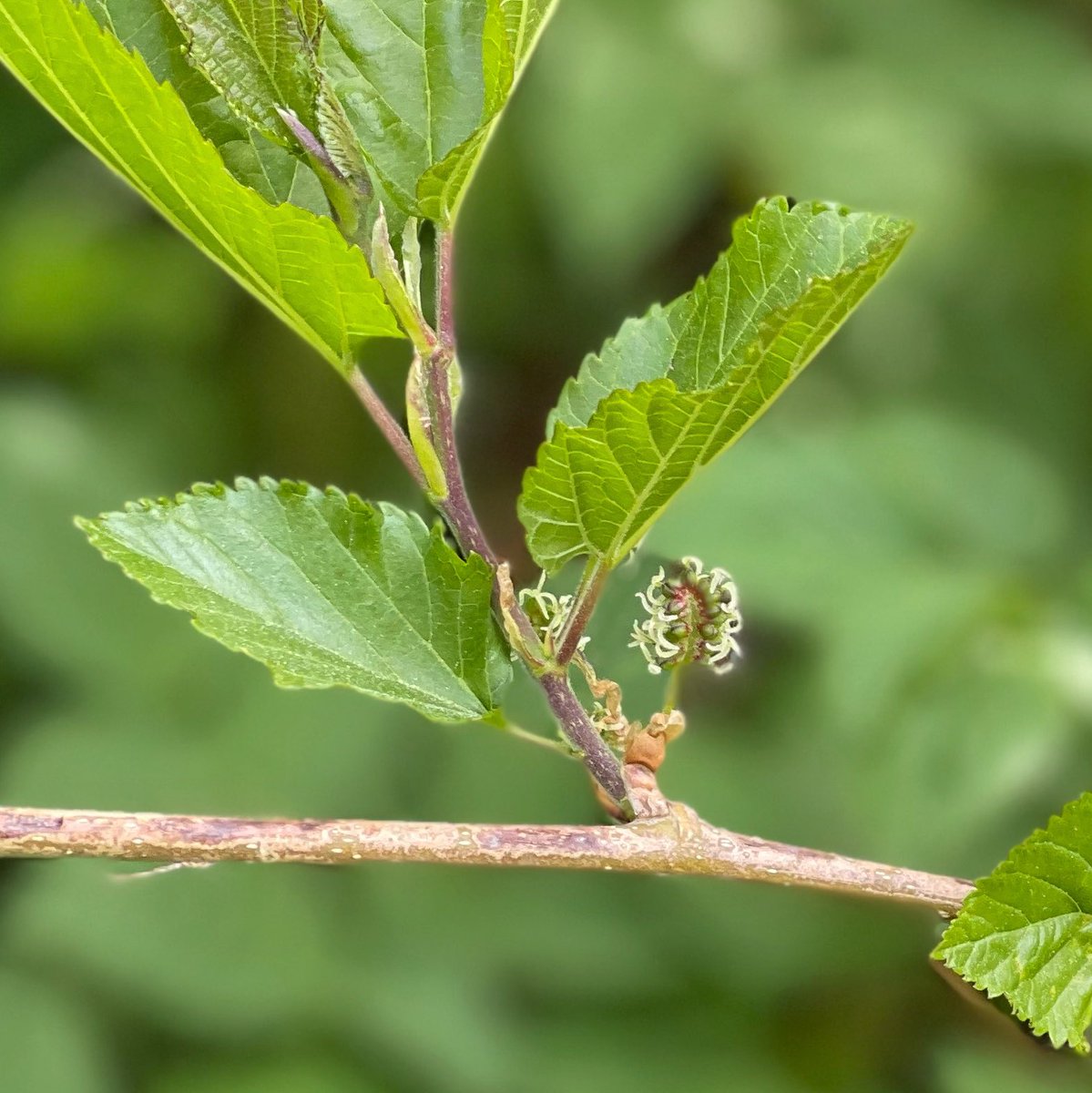 First flowers on my red mulberry trees that have survived their first winter here in Norway (USDA 7). Thrilled to see them thriving! 🌱📸 #permaculture #foodforest #Mulberry #Norway #Gardening