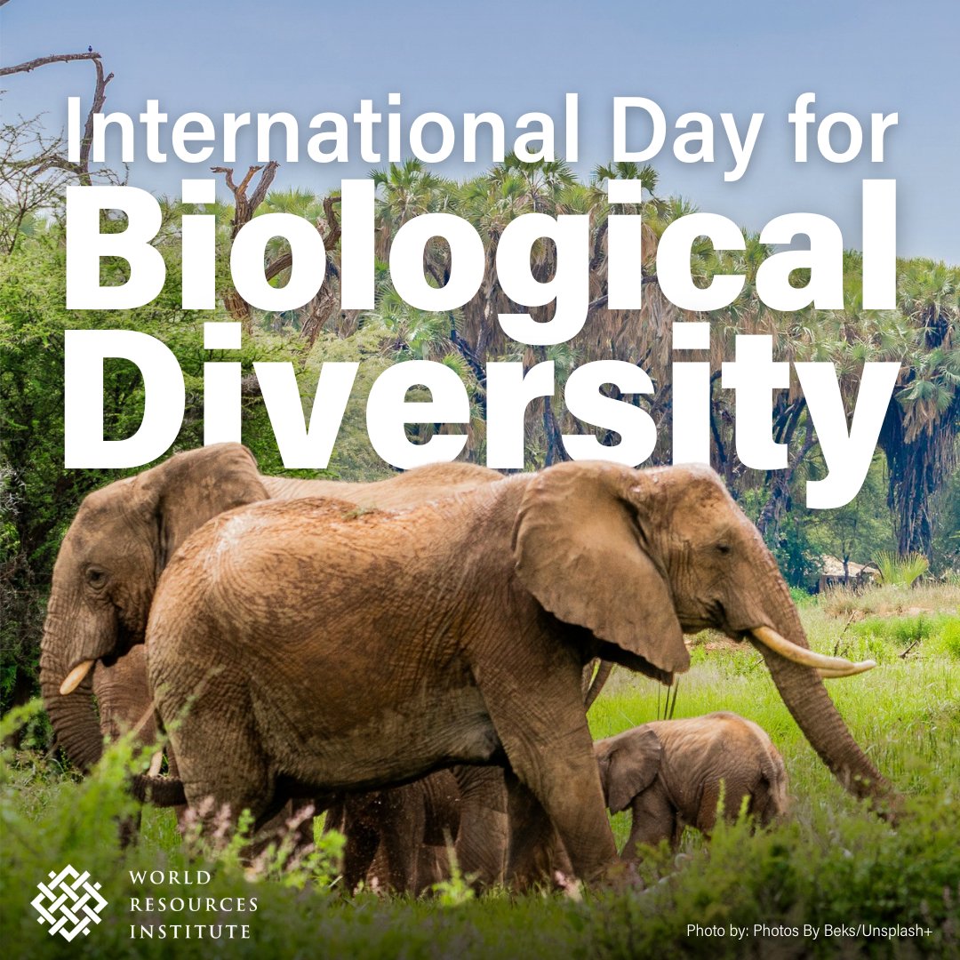 It is #BiodiversityDay🌳🐝 Agriculture & food systems are the greatest threats to biodiversity. In 2022, 196 countries adopted the Kunming-Montreal Global Biodiversity Framework, to halt & reverse biodiversity loss by 2030 & close a finance gap of $700bn per year. #PartOfThePlan
