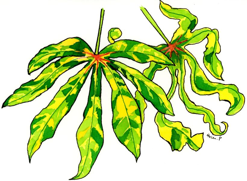 Two years ago I painted cassava brown streak disease (left) and cassava mosaic disease (right).

I originally thought I had drawn two of the same virus, but was very politely corrected by one of my twitter followers!

hgpenningtonart.co.uk/plantspathogen…