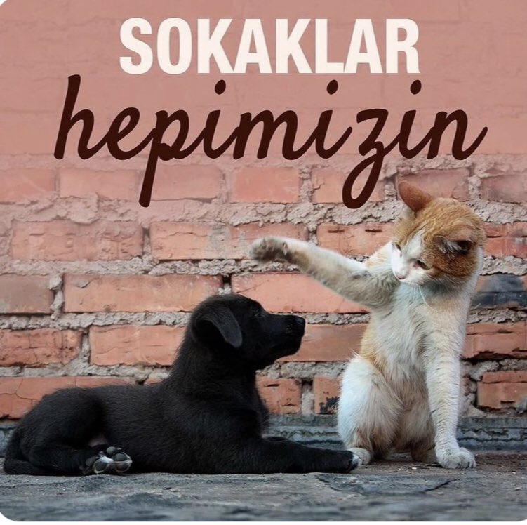 #SokakHayvanlarıSahipsizDeğil