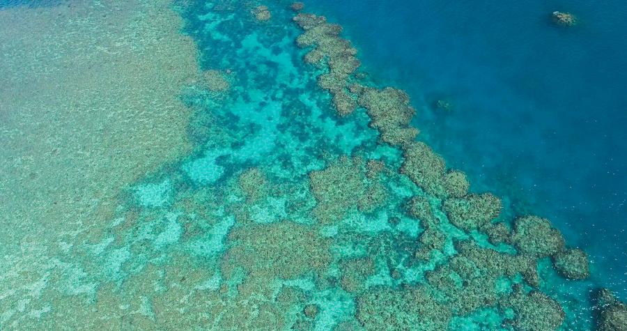 As the world's oceans continue to warm, coral bleaching is becoming more frequent and severe. xhtxs.cn/TI2