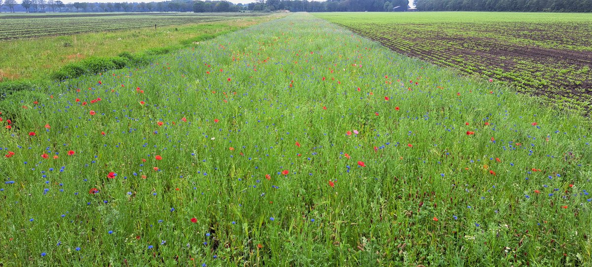 <a href="/jrdejongodoorn/">Jan Reinier de Jong</a> Ziet er allemaal weer mooi uit