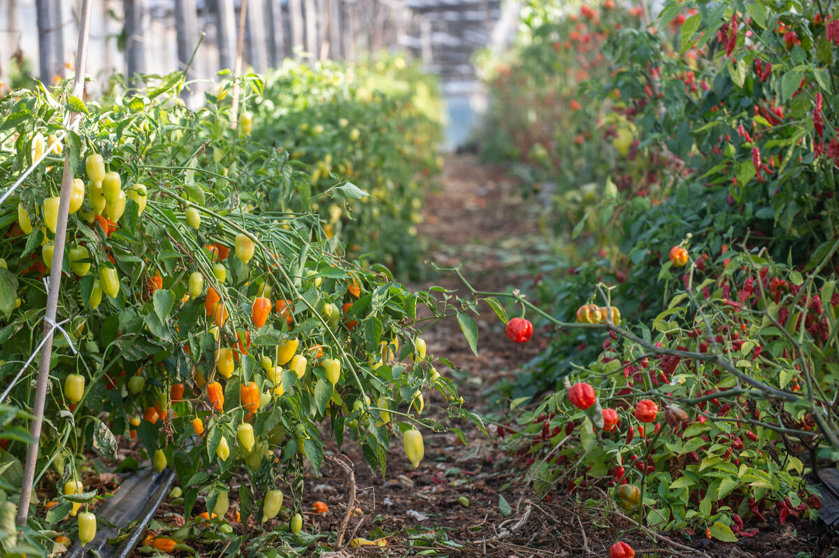🇻🇨🌶️This week St Vincent and the Grenadines is working on firing up it's hot pepper value chain with the support of @FAOCaribbean , the #SVG Ministry of Agriculture and @CARDIcaribbean Learn more👉🏾 fao.org/americas/news/… #valuechains4change