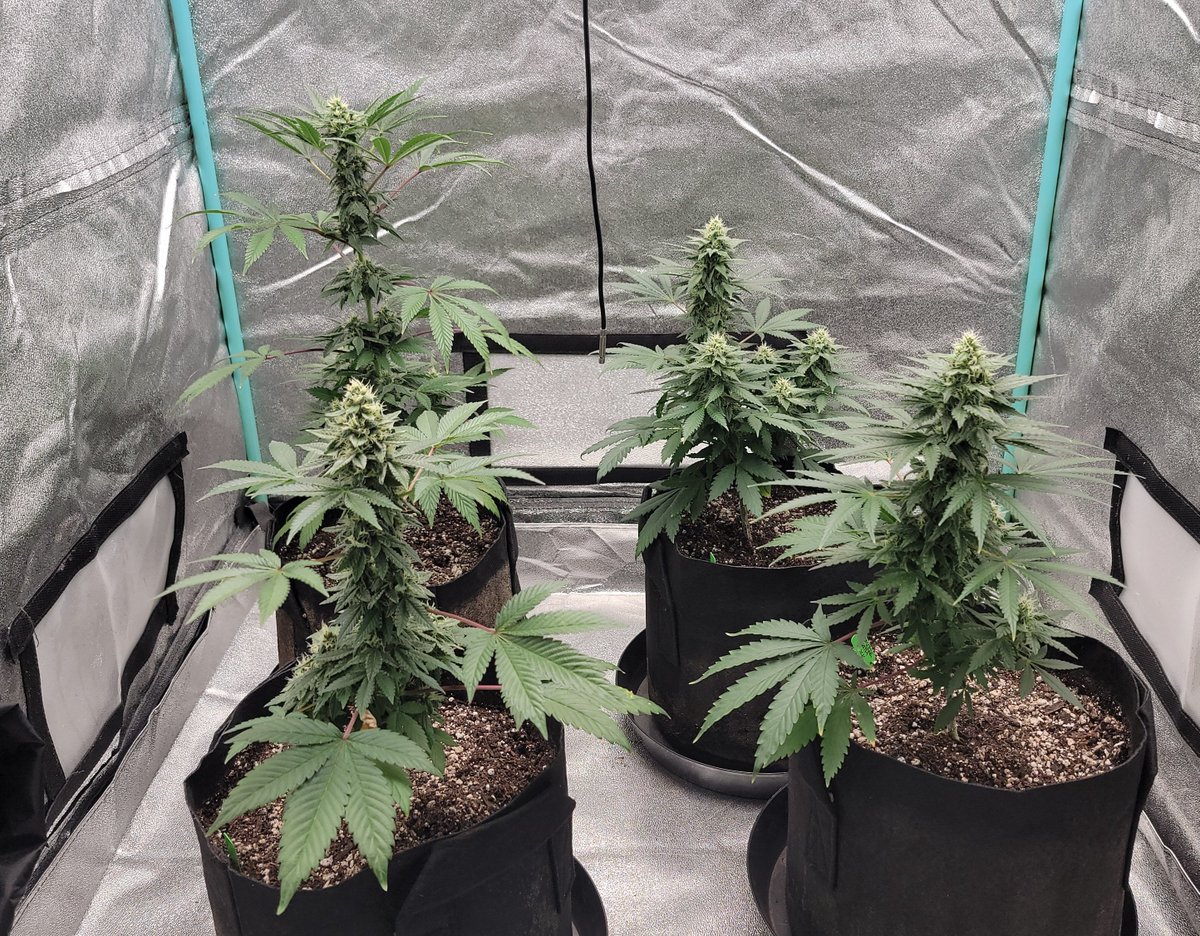 Cherry Smash on the left definitely developing a cherry smell. ZDF in the back right smelling like bubblegum. 700ppfd or so, topdress in one week. #organiccannabis #growyourown #homegrown #photontek