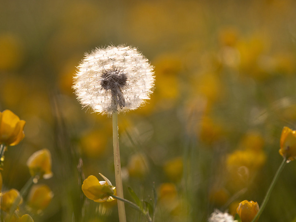 A weed in a field of Buttercups