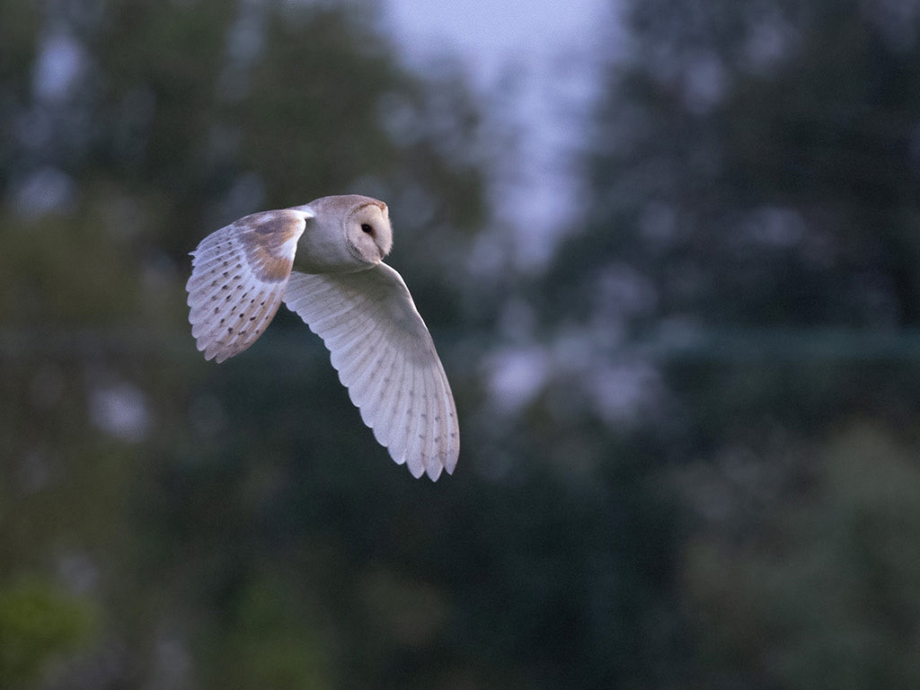 An Owl on the prowl