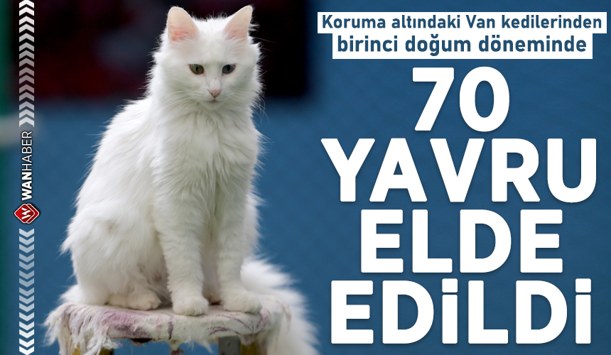 Van kedilerinden birinci doğum döneminde 70 yavru elde edildi wanhaber.com/van-kedilerind…