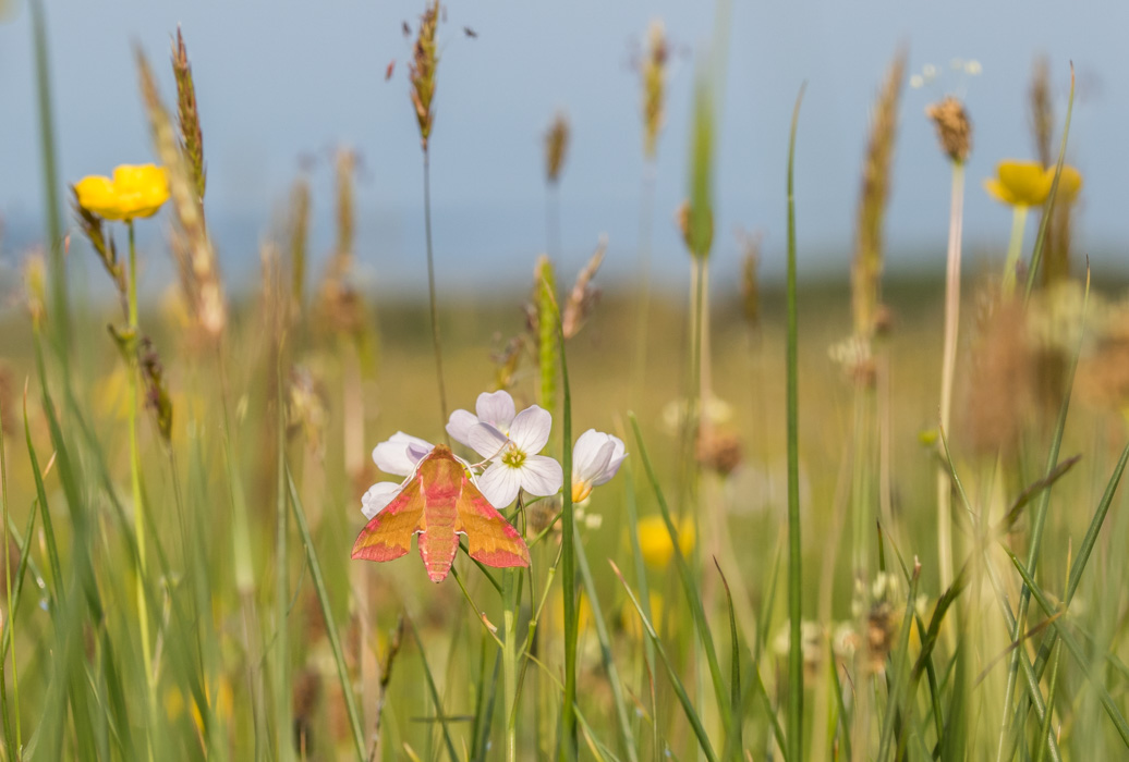 Spring has finally sprung in Wales — just in time for #BiodiversityDay🌿🌺 O’r diwedd — mae’r Gwanwyn wedi cyrraedd 🌱