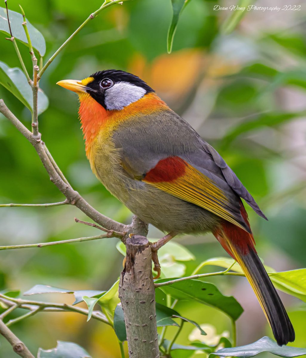 🦜Silver-eared Mesia (Leiothrix argentauris) in Hong Kong by Dean Wong. #birds #birdwatching #photograghy #BirdsOfTwitter #GanJingWorld #GJW