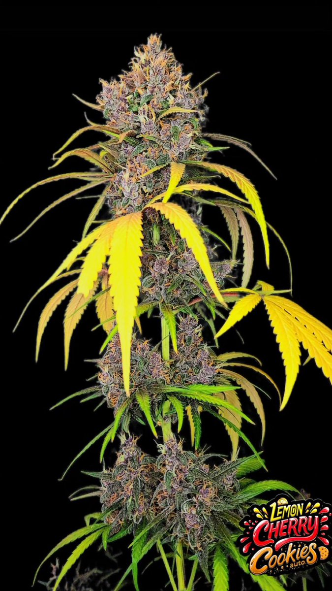 🔝 NEW STRAIN 🍋🍒LEMON CHERRY COOKIES AUTO™ The purple king of all purples. Up to 28.5% THC! Ripe cherry on lemon cookies. Super fruity terps with a funky twist. Fast forward harvests. Full cycle in 8 weeks! Get 15% OFF with the code TWITTER By 🧑‍🌾stickyfingah420