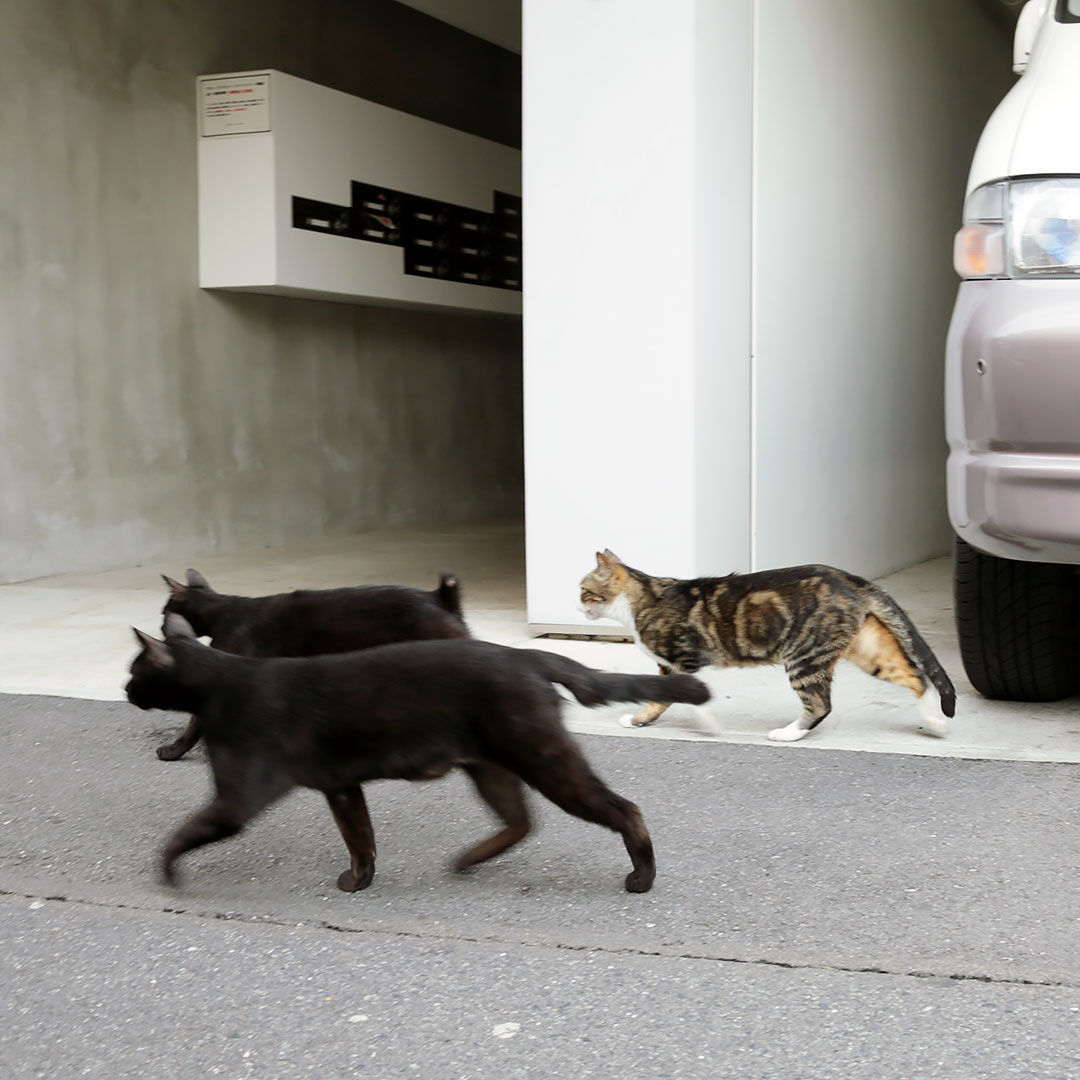 車庫の前で、３匹のねこさんたちがまったりしていました。
「おや、誰かな？」
「いいか、野郎共」
「ずらかれっ！」　「はい～」
#ねこ #猫 #ねこ写真 #猫写真 #東京猫 #ねこすたぐらむ #外猫 #野良猫 #地域猫 #straycat #tokyocats #cat #gato #chat #cutecats #キジ白猫 #黒猫