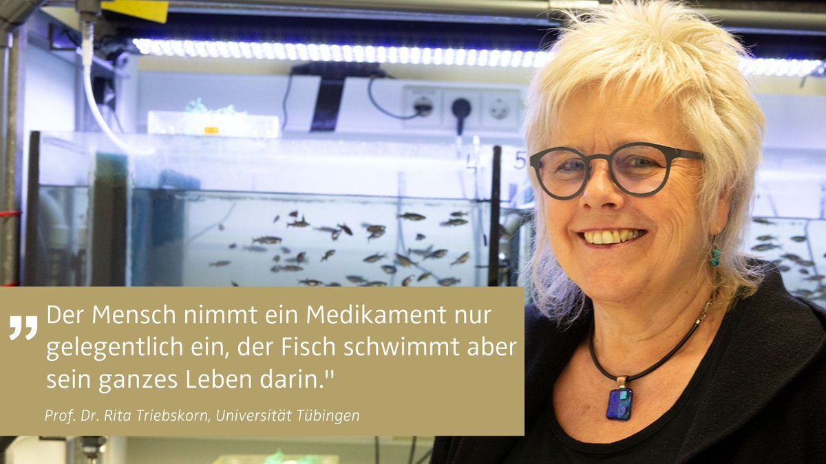 Überdosis unter Wasser ❗Fisch, Wasserfloh oder Schnecke: Medikamente und Chemikalien im Wasser gefährden ihre Gesundheit. Attempto-Artikel: 👉 uni-tuebingen.de/de/262770 @JudithRauch 📷 Slide 1,2: Rita Triebskorn/ Alexander Elsässer 📷 Slide 3: F. Albrecht/ Universität Tübingen