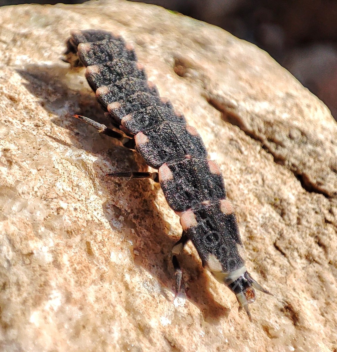 fercfossati's tweet photo. 🧪¿CABEZA RETRÁCTIL Y #VENENO? 🤯 ¿De verdad conoces a las #luciérnagas❓🤔 Primero, por si no lo sabías estos #animales cuentan con una cabeza plegable de aspecto #alienígena 👽que recogen ante el menor signo de amenaza. Probablemente nunca has visto su rostro. Es este👇 y no... https://t.co/b8CC50JoHC