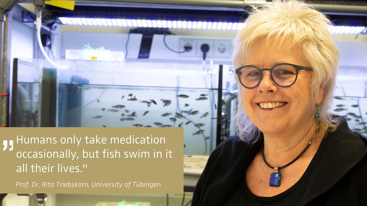 Overdose under water ❗ Fish, crayfish and snails: Pharmaceuticals and chemicals in water endanger their health. See #Attempto!-Article 👉 uni-tuebingen.de/en/262770 @JudithRauch 📷 Slide 1,2: Rita Triebskorn/ Alexander Elsässer 📷 Slide 3: F. Albrecht/ Universität Tübingen