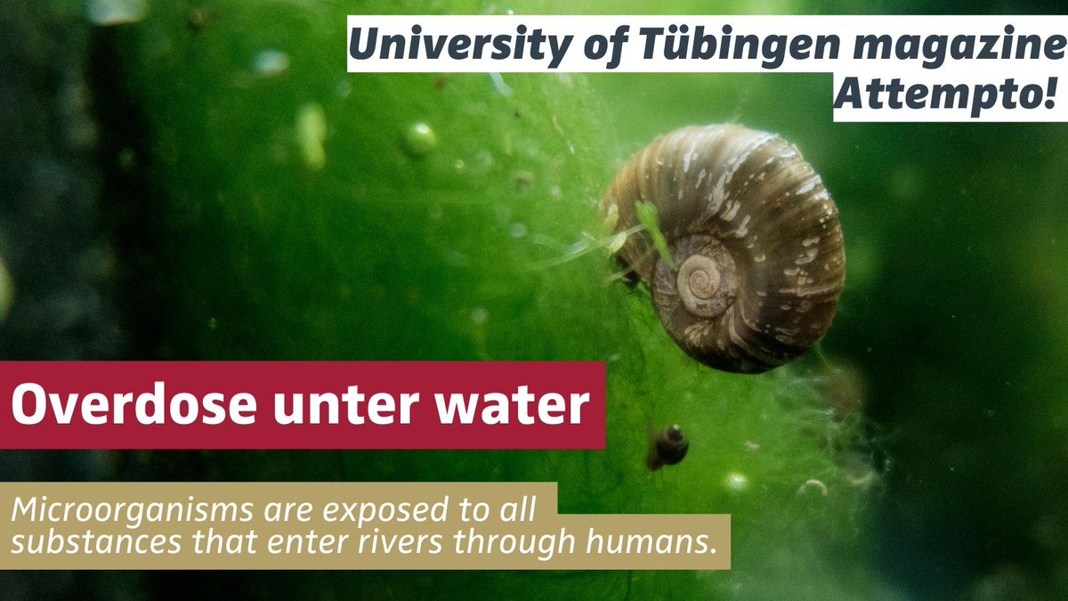 uni_tue's tweet photo. Overdose under water ❗ Fish, crayfish and snails: Pharmaceuticals and chemicals in water endanger their health. See #Attempto!-Article 👉 https://t.co/t4CiVy3ZyU @JudithRauch 📷 Slide 1,2: Rita Triebskorn/ Alexander Elsässer 📷 Slide 3: F. Albrecht/ Universität Tübingen https://t.co/hkutFlxQdq