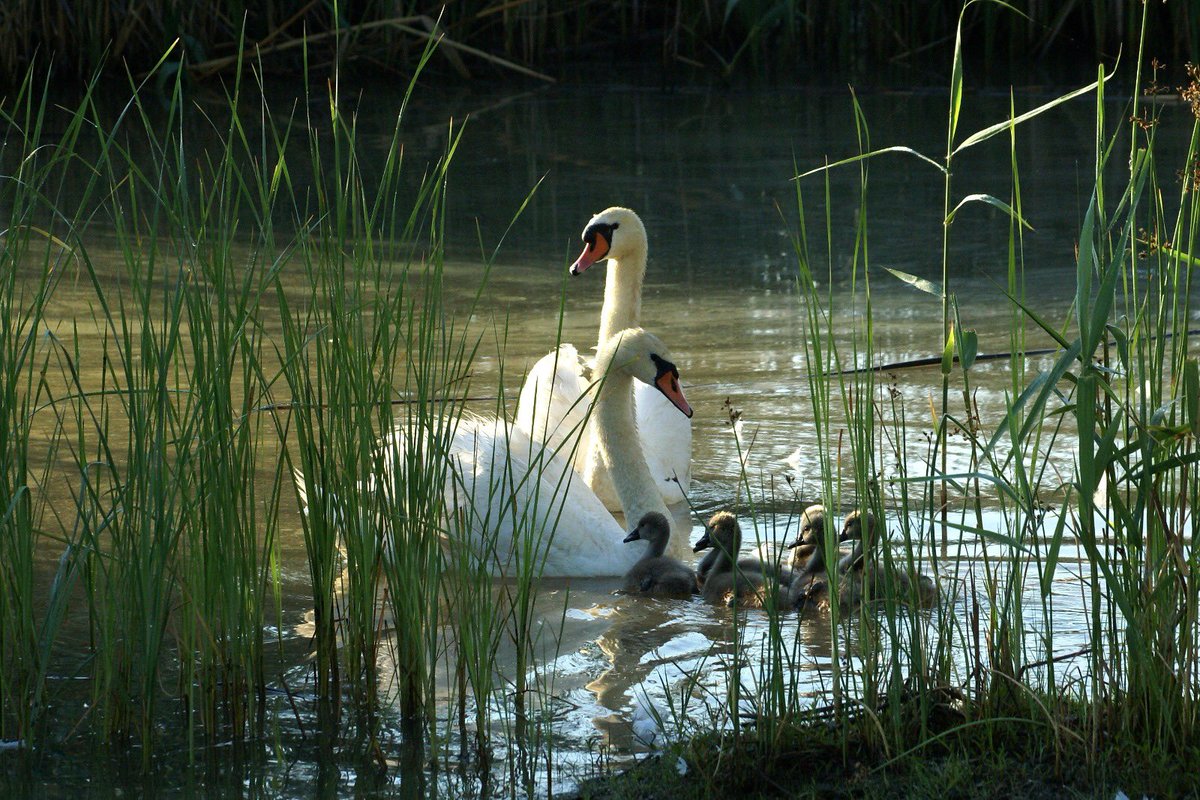 KasiaWawiernia's tweet image. 🌿 Today on #BiodiversityDay, we celebrate global efforts to protect our planet's natural wealth. 
Kazakhstan stands strong in its commitment to the Kunming-Montreal Global Biodiversity Framework. 
Discover more about our work here: astanatimes.com/2024/05/kazakh…
