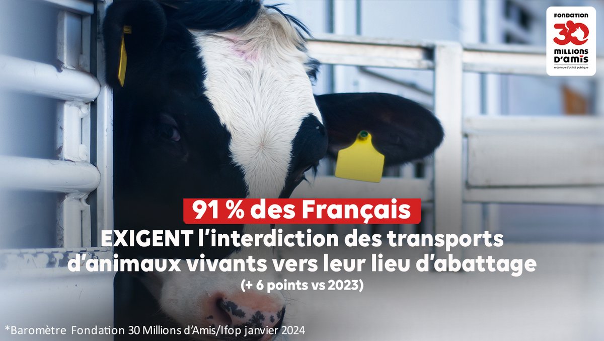 @ue_france 91 % des Français exigent l'interdiction des transports d'animaux vivants vers leur lieu d'abattage [Baromètre Fondation 30 Millions d’Amis / @IfopOpinion – 2024]