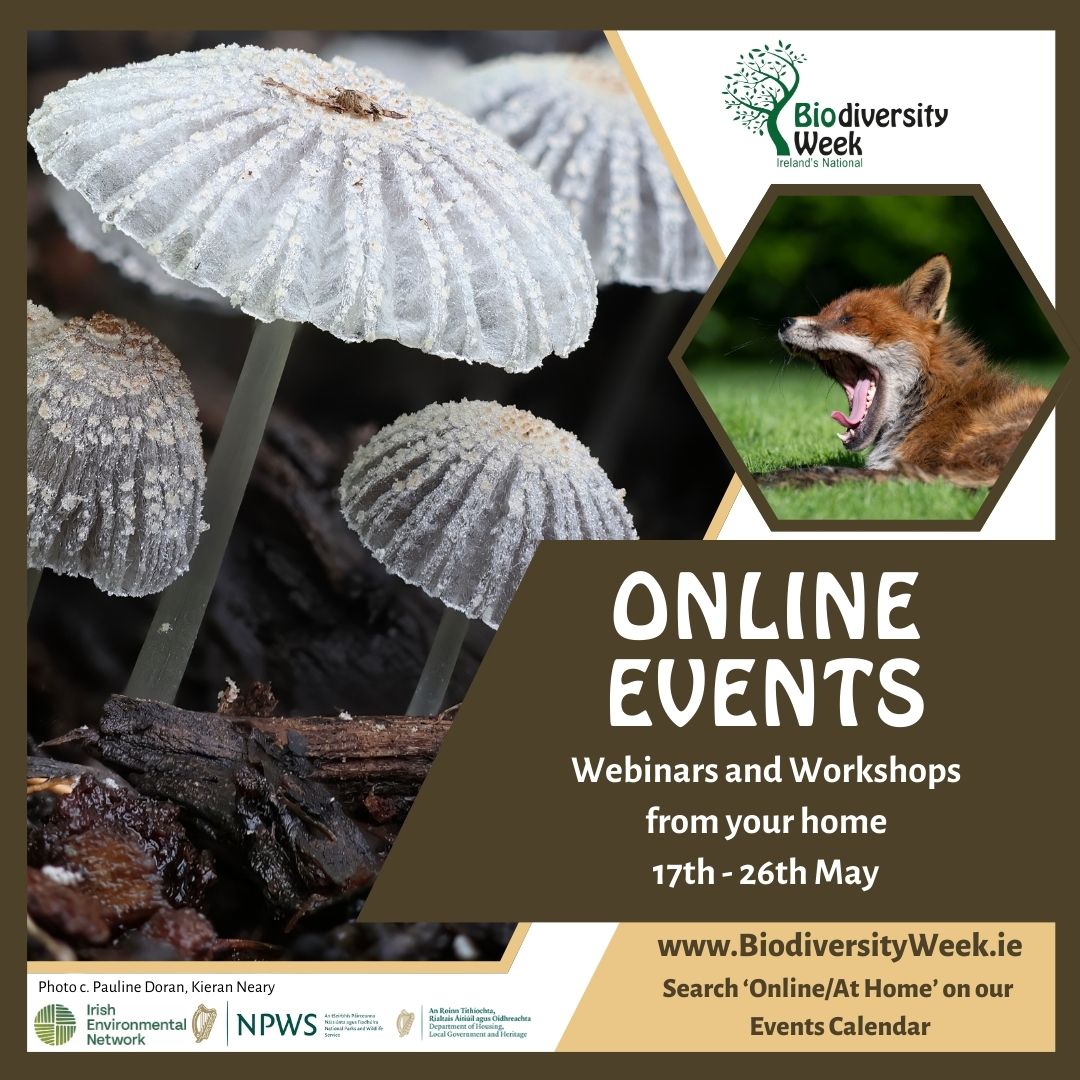 Today's online events! 🦝1pm: Invasive species webinar -tinyurl.com/2ec6np6d 🐟1pm: Ward River Enhancements -tinyurl.com/5n8k9bn5 🦔7pm: Biodiversity Online with Leif Barry -tinyurl.com/mvcpzcw5 🦇7.30pm: Gardening for Bats -tinyurl.com/5c2fwzsx #BiodiversityWeek2024