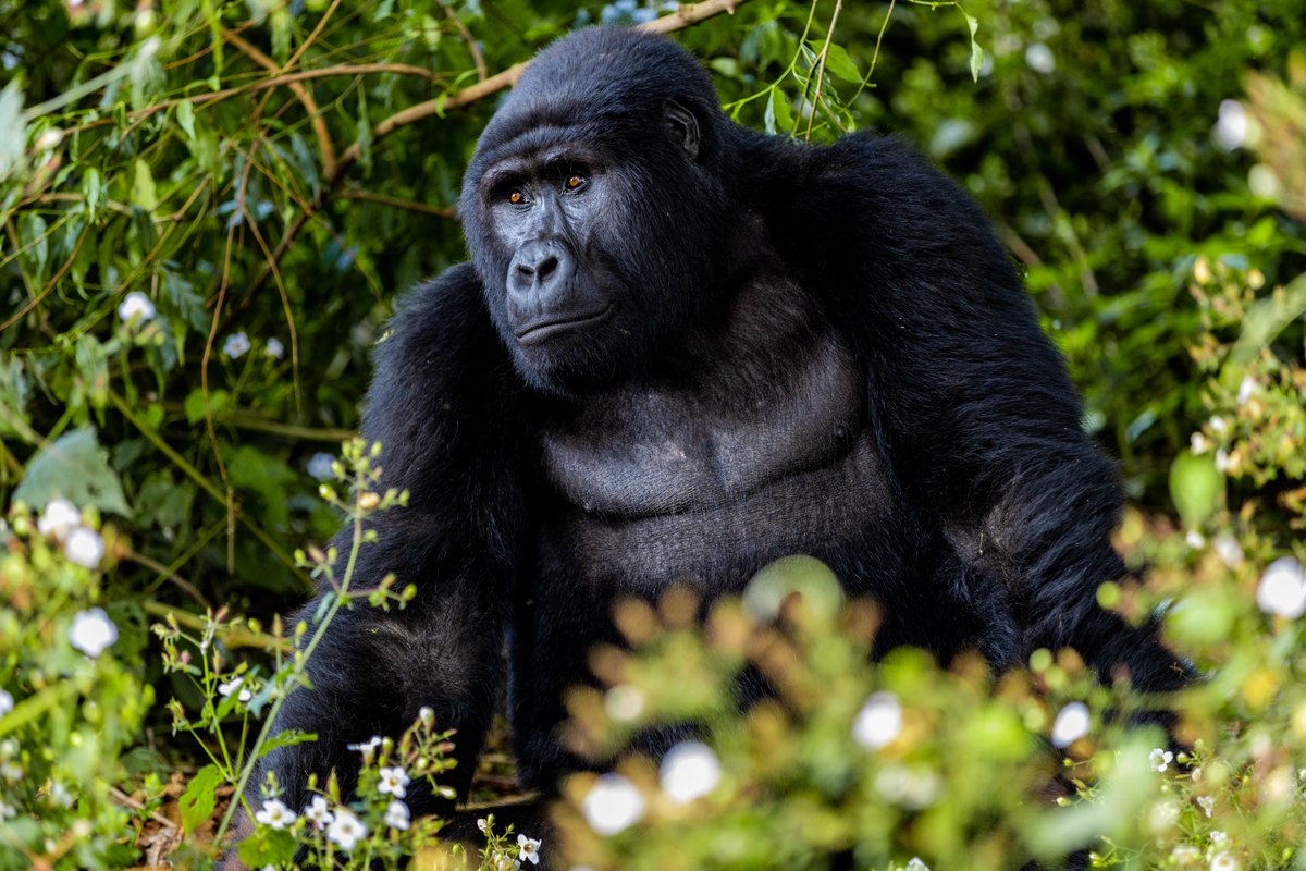 Happy #BiodiversityDay! 'Be part of the plan ' to protect the Endangered #mountaingorillas and their habitat! Mountain gorillas are a key part of Biodiversity. They act as an umbrella species for their habitat, helping to preserve biodiversity on a bigger scale.