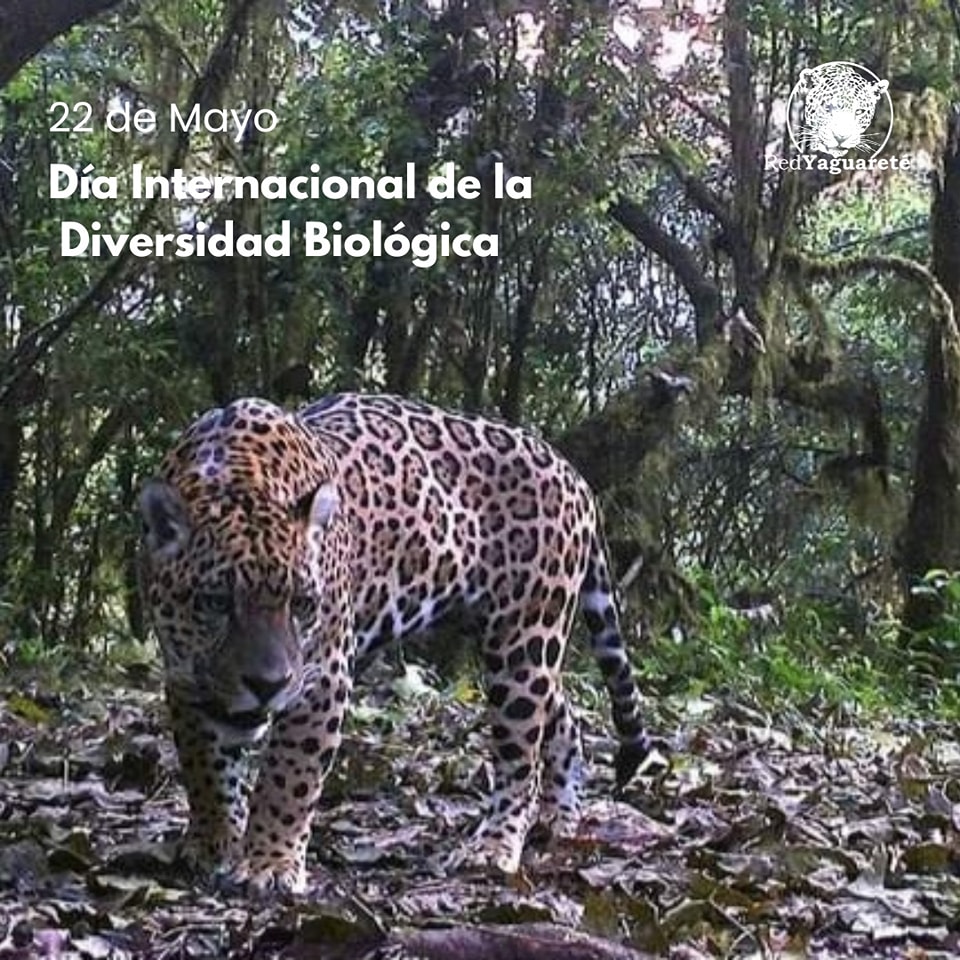 ¡FELIZ DIA DE LA DIVERSIDAD BIOLÓGICA!
#Yaguareté