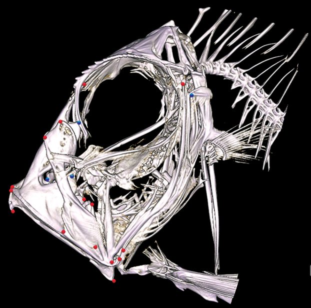 iobjournal's tweet photo. "This study examines the evolution of #zeiform jaw #morphologies using #3D landmark-based multivariate #morphometrics as well as phylomorphospace analysis."
by Peters et al
https://t.co/usHlVNN2p8
#science #fish #organisms #biology #morphology https://t.co/imO3wOb4YO