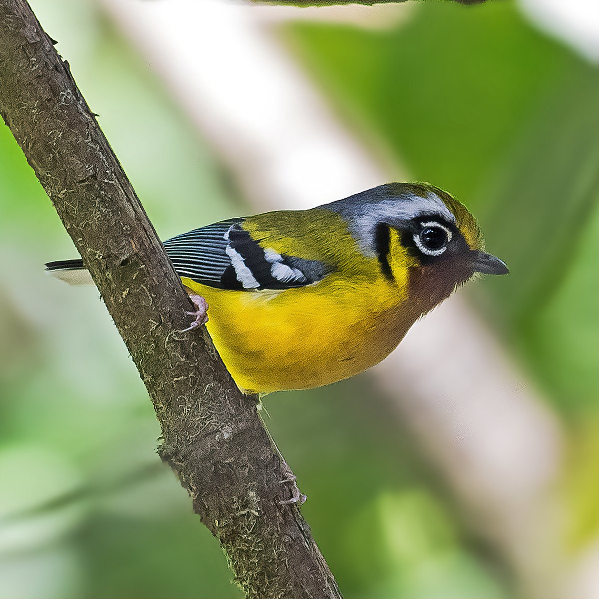 How about sharing something 'Yellow' from the gallery? Black-eared Shrike-babbler #IndiAves #ThePhotoHour