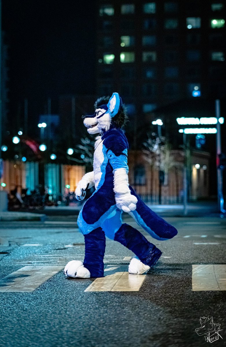 Night walkies 🐺 💙🌃 #WaggeryWednesday 📸: @fur_nerox 🪡: @WaggeryCos