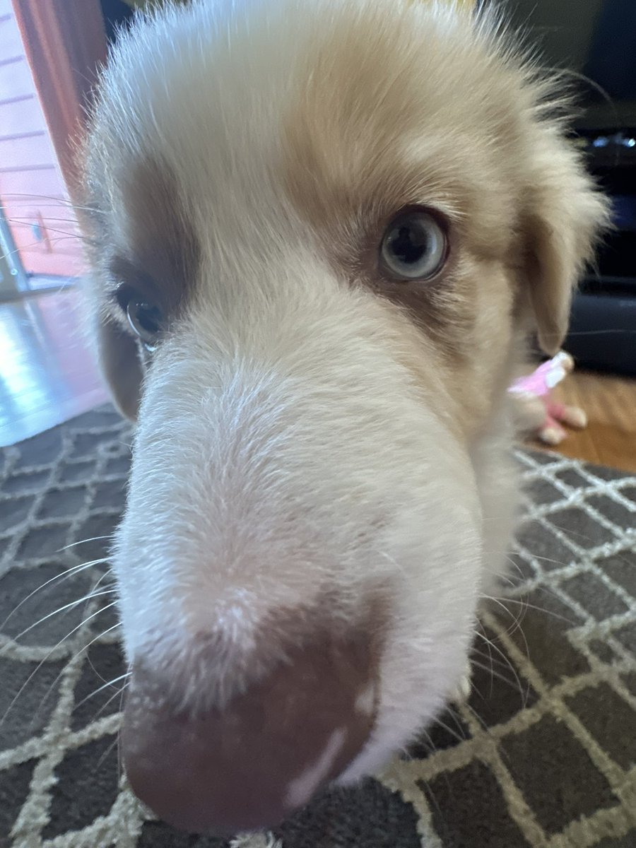 itsnotmush's tweet photo. LOOKIT OUR NEW PUPPY IM A MOTHER NOW https://t.co/I1RU66X5PP