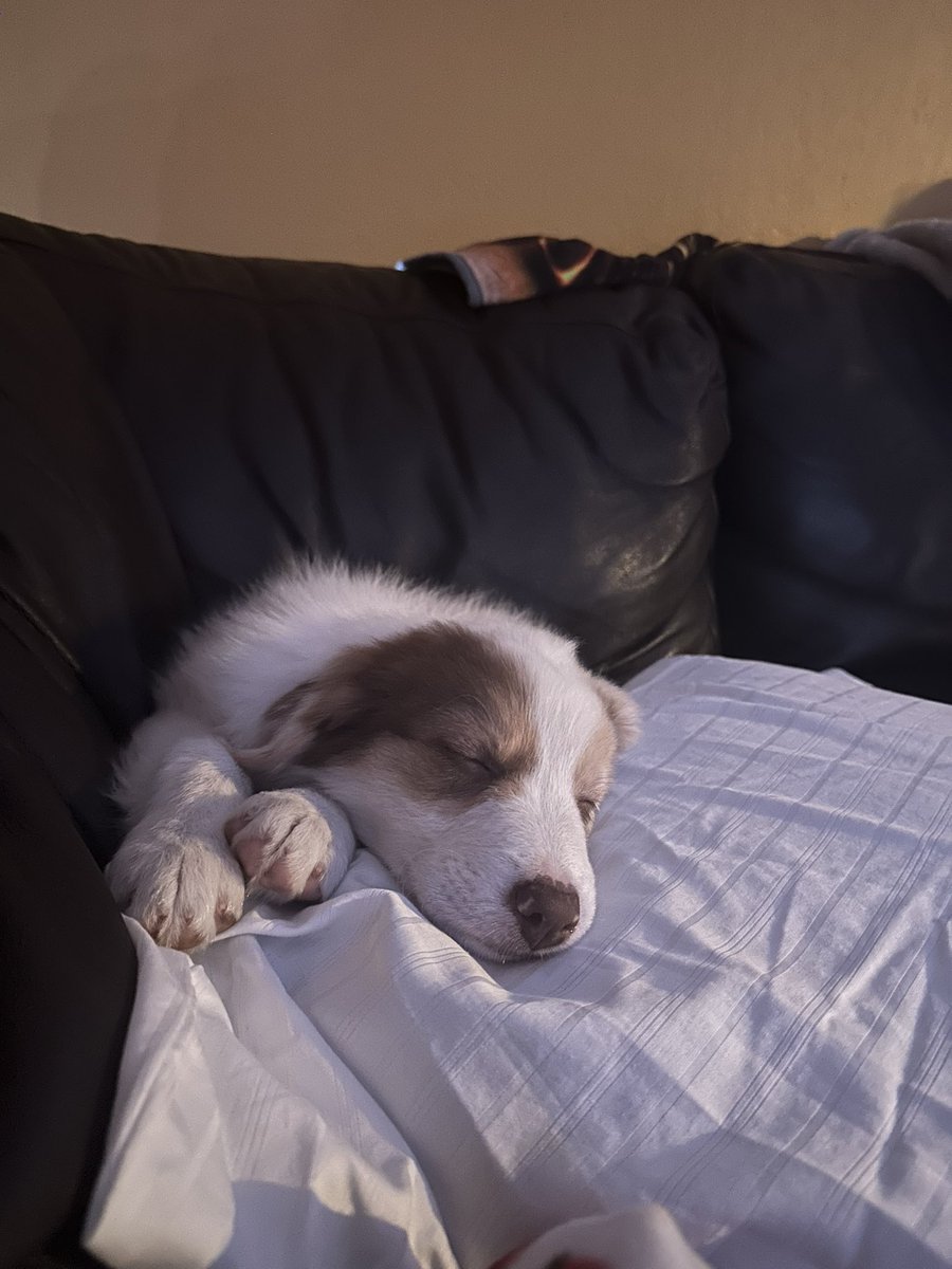 itsnotmush's tweet photo. LOOKIT OUR NEW PUPPY IM A MOTHER NOW https://t.co/I1RU66X5PP
