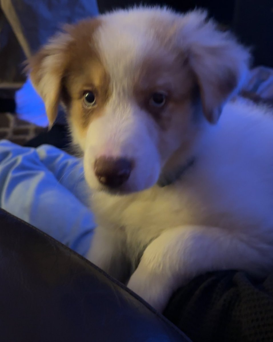 itsnotmush's tweet photo. LOOKIT OUR NEW PUPPY IM A MOTHER NOW https://t.co/I1RU66X5PP