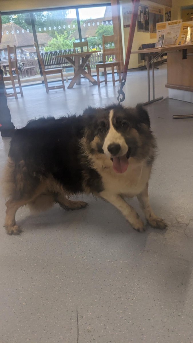 Urgent, please retweet to help find the owner or a rescue space for this stray dog, found/abandoned #UXBRIDGE #HILLINGDON #LONDON #UK 🆘
Female, ELDERLY COLLIE,  she was wearing a collar, she is not chipped.
Found 21 May Now in a council pound for 7 days, please share widely as