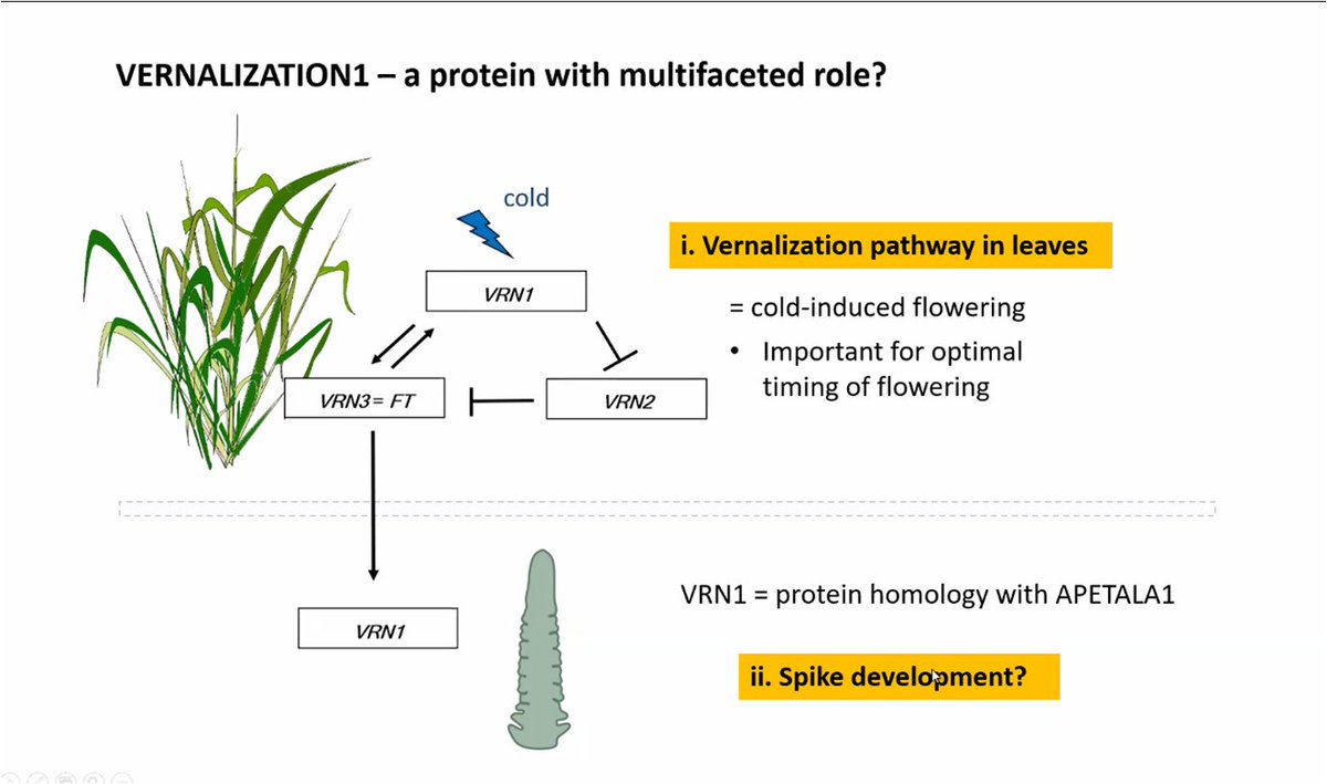 Recrop CA 22157 (@recrop22157) on Twitter photo <a href="/BeataStrejckova/">Beáta Strejčková</a> from 🇨🇿 is closing the part I with her #flashtalk about VRN1 expression dynamics in 🌾
#barley #VRN1 <a href="/BeataStrejckova/">Beáta Strejčková</a> from 🇨🇿 is closing the part I with her #flashtalk about VRN1 expression dynamics in 🌾
#barley #VRN1