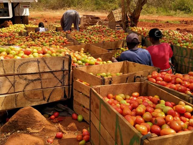 One thing about tomatoes thing youth have to know is its a very additive product which is harvested within 2& half months tomato only market logic perhaps you want high profit is planting when you see the market is so down on alrdy harvested tomatoes.gOr planting in rainy season