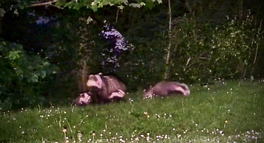 And here is the good news…….
Little Nutmeg not only brought her two cubs Bumble and Bee last night she also brought a third cub who also looks very healthy I couldn’t be happier (video to follow later )🦡🦡🦡🦡🐾🐾❤️ 
At Mr Lumpy &amp; Friends, supporting wildlife is always our